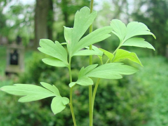 Corydalis cava