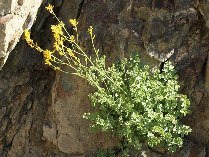 Corydalis flabellata