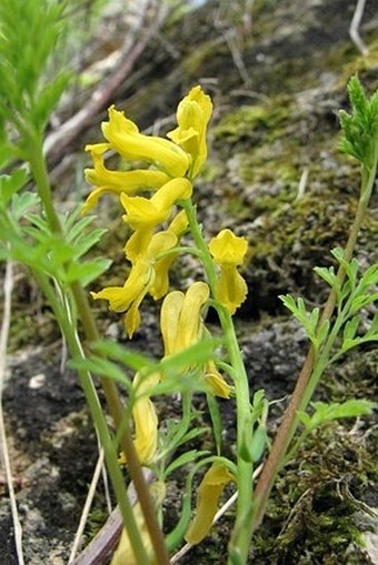 Corydalis aurea