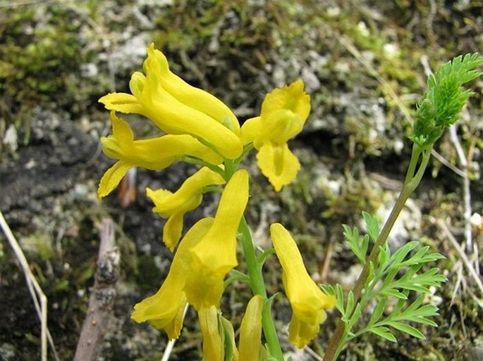 Corydalis aurea