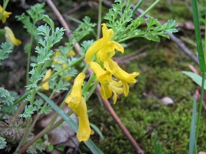 Corydalis aurea