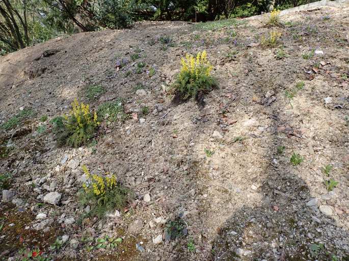 Corydalis cheilanthifolia