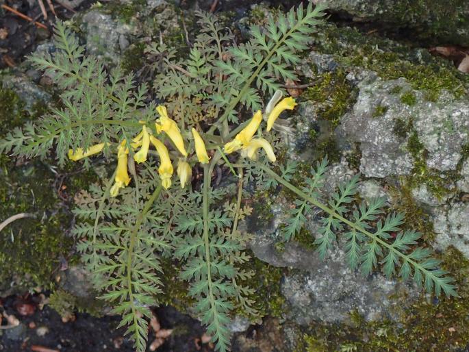 Corydalis cheilanthifolia