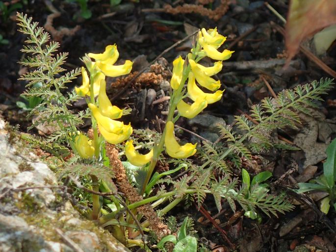 Corydalis cheilanthifolia