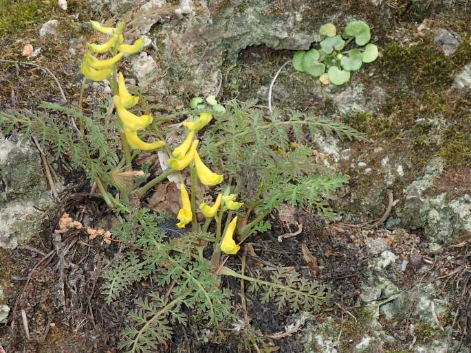 Corydalis cheilanthifolia