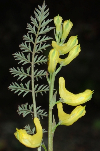 Corydalis cheilanthifolia