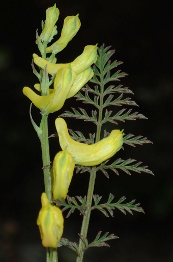 Corydalis cheilanthifolia