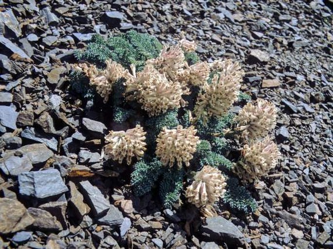 Corydalis fedtschenkoana