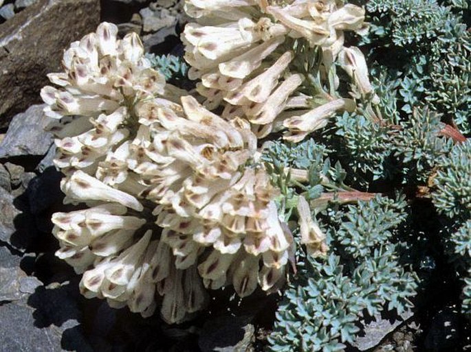 Corydalis fedtschenkoana