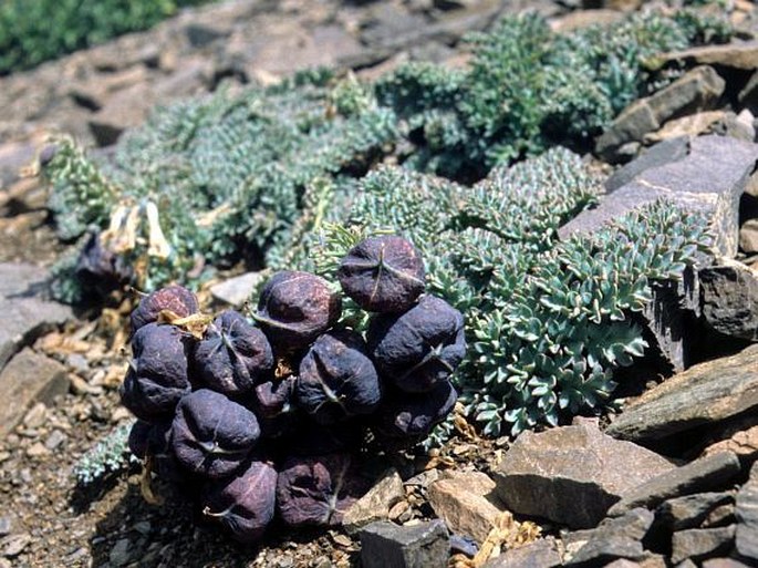 Corydalis fedtschenkoana