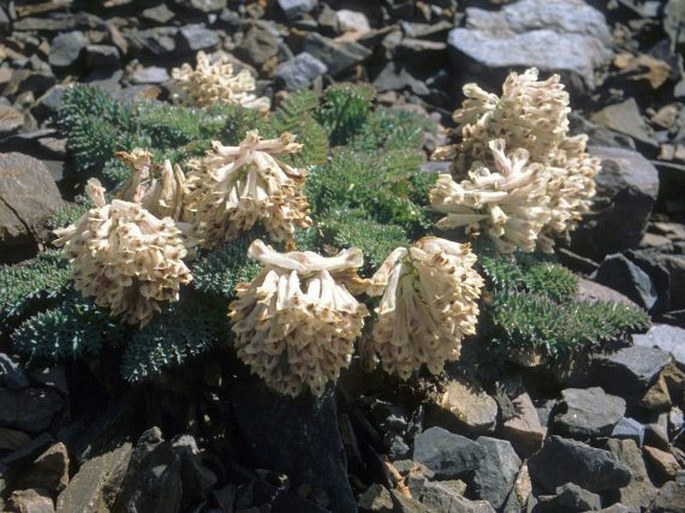 Corydalis fedtschenkoana