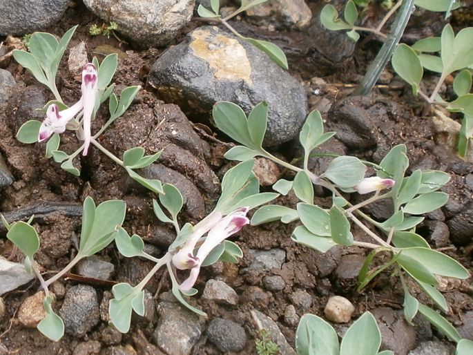 Corydalis uniflora