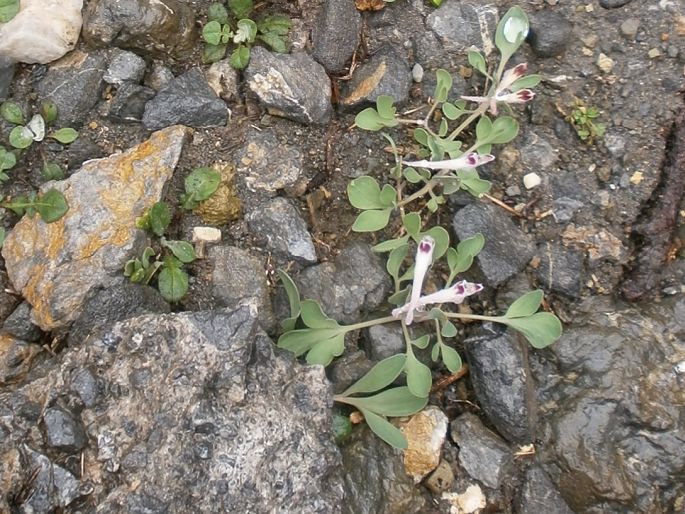 Corydalis uniflora