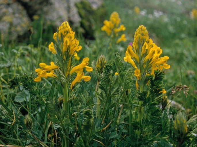 Corydalis gortschakovii