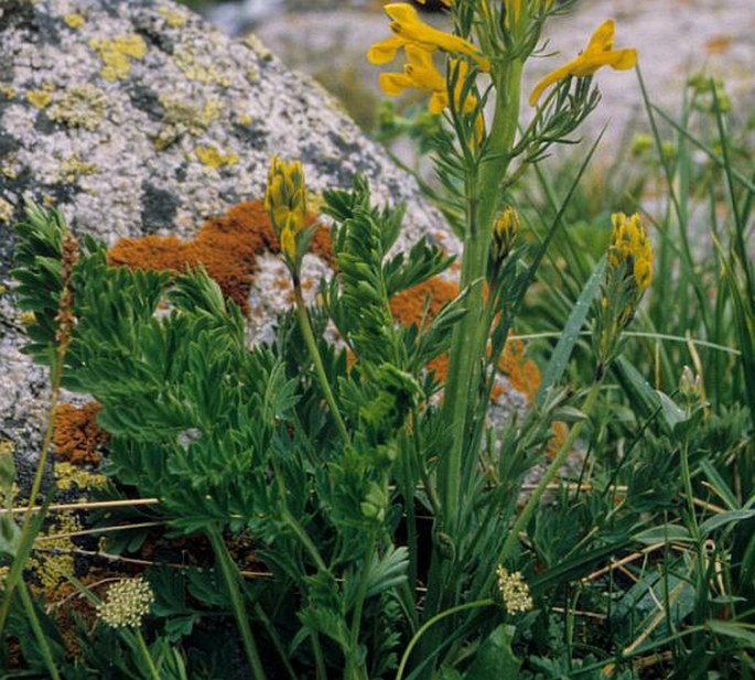 Corydalis gortschakovii