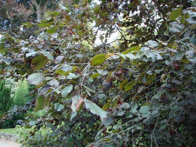 Corylus maxima