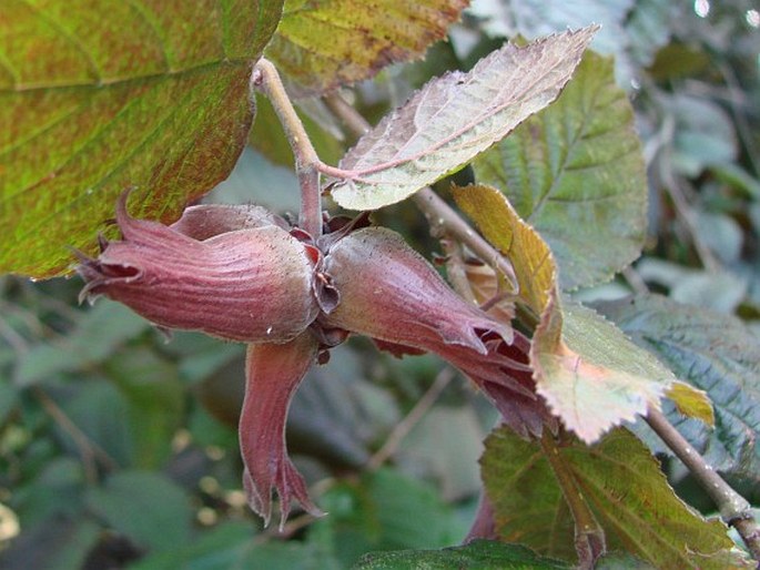 Corylus maxima