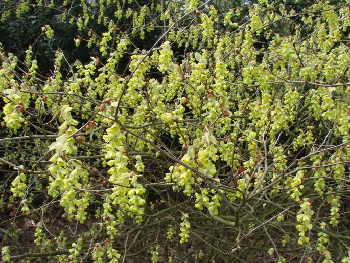 Corylopsis sinensis