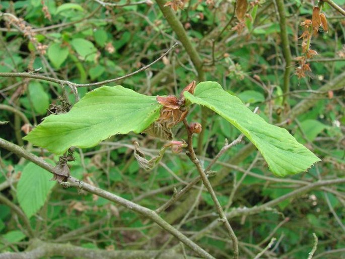 Corylopsis sinensis