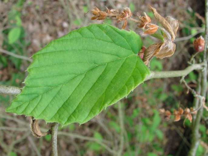 Corylopsis sinensis