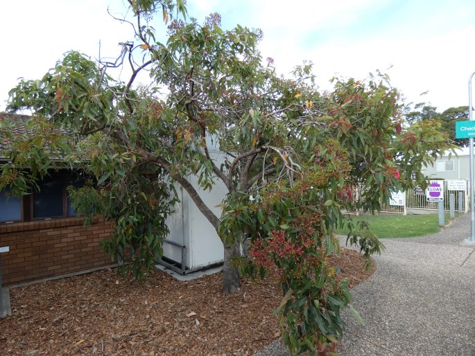 Corymbia ficifolia