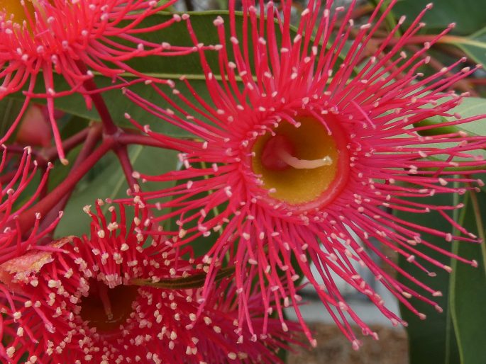 Corymbia ficifolia