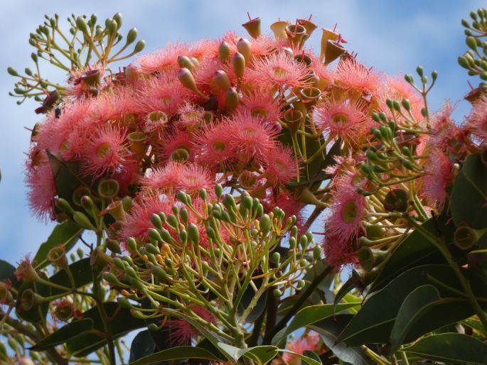 Corymbia ficifolia