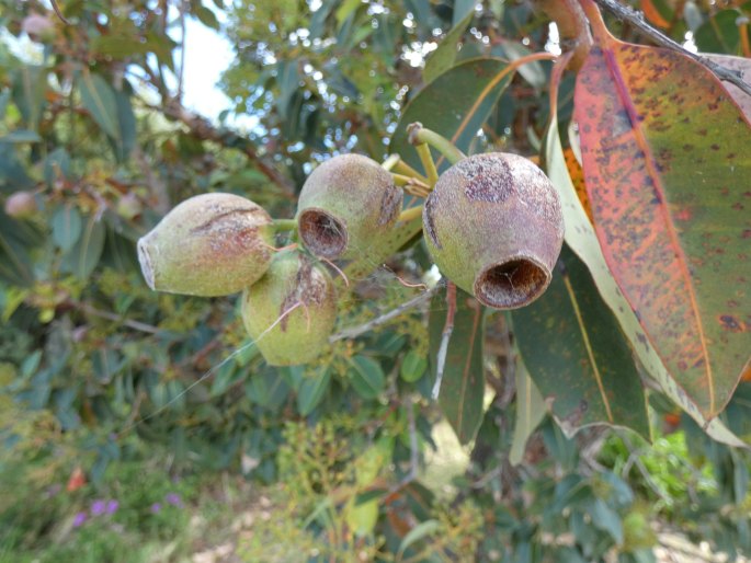 Corymbia ficifolia