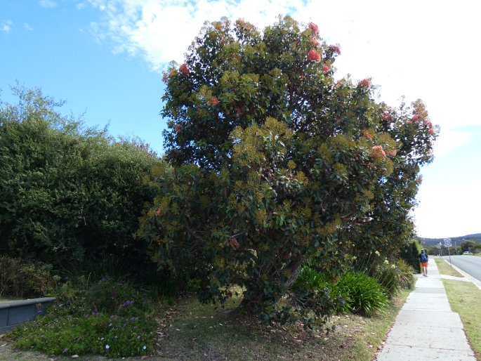 Corymbia ficifolia