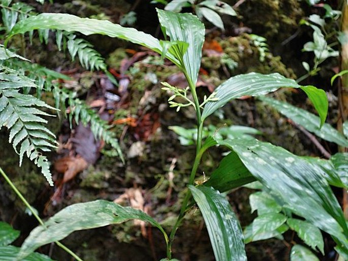 CORYMBORKIS VERATRIFOLIA (Reinw.) Blume