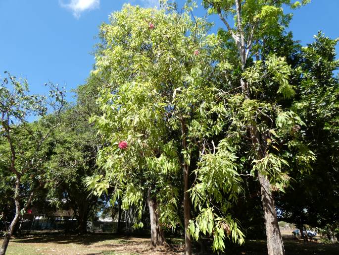 Corymbia ptychocarpa