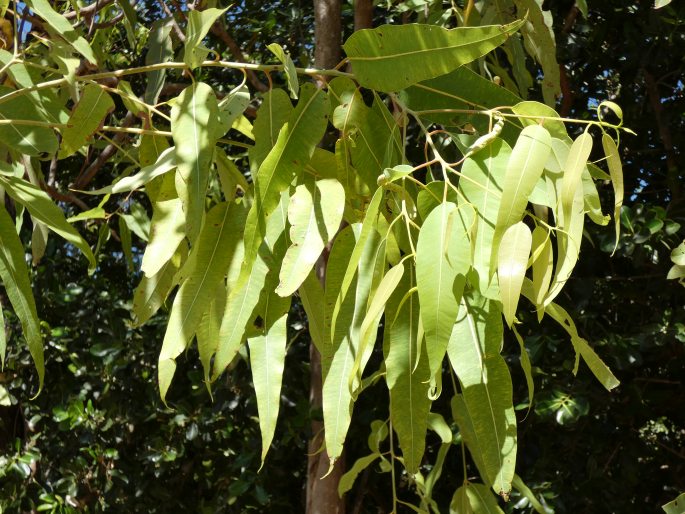 Corymbia ptychocarpa