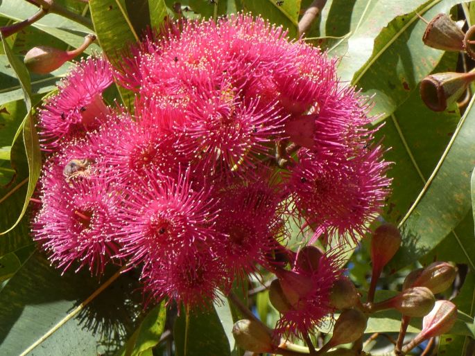 Corymbia ptychocarpa