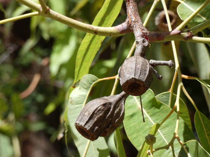 Corymbia ptychocarpa