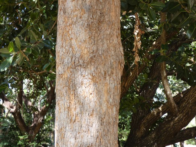 Corymbia ptychocarpa