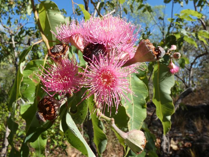 Corymbia ptychocarpa