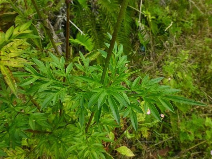 Cosmos caudatus