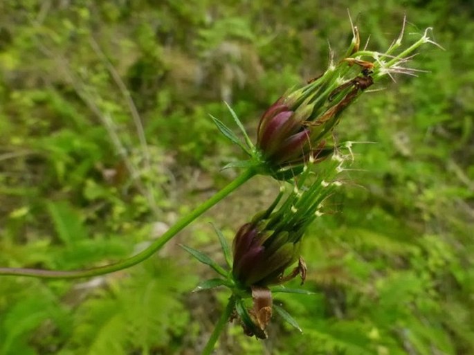 Cosmos caudatus