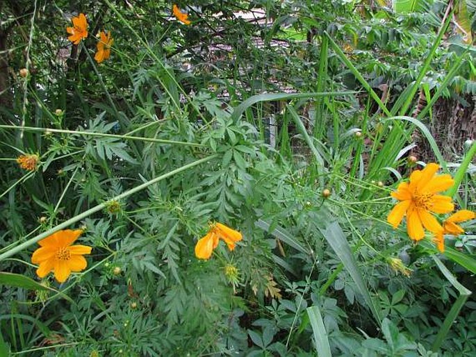 Cosmos sulphureus