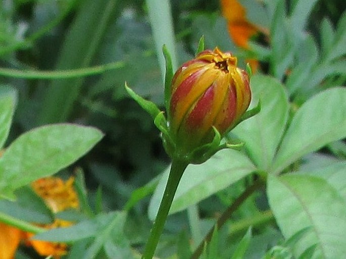 Cosmos sulphureus