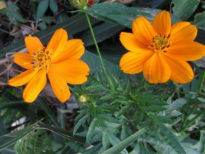 Cosmos sulphureus