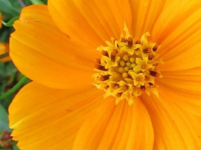 Cosmos sulphureus