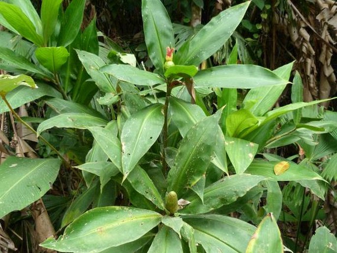 Costus laevis