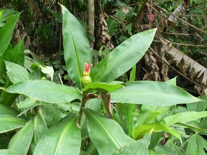 Costus laevis