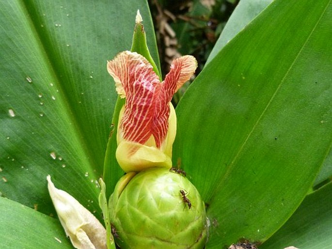 Costus laevis