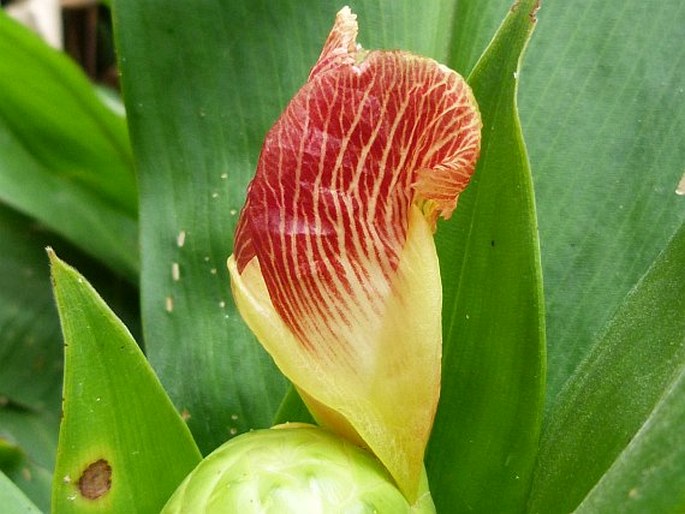 Costus laevis