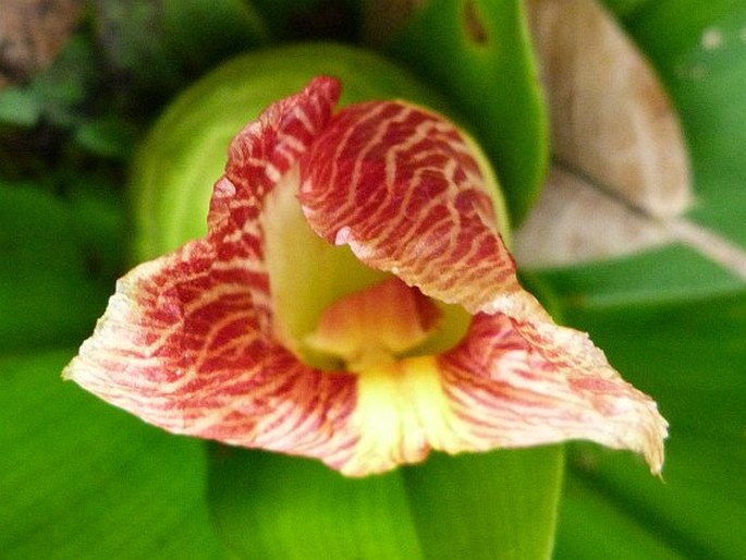 Costus laevis