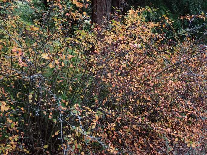 Cotoneaster acutifolius