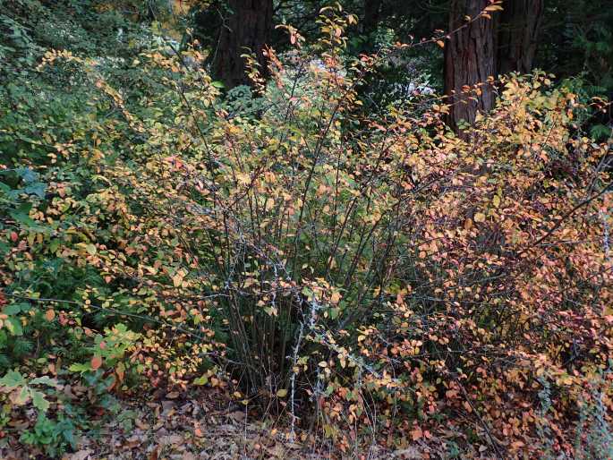 Cotoneaster acutifolius