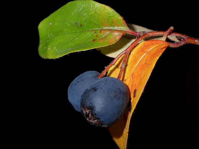 Cotoneaster acutifolius